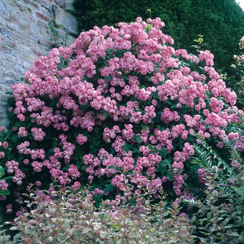 Rosa claro - Árbol de Rosas Miniatura - rosal de pie alto- forma de corona tupida